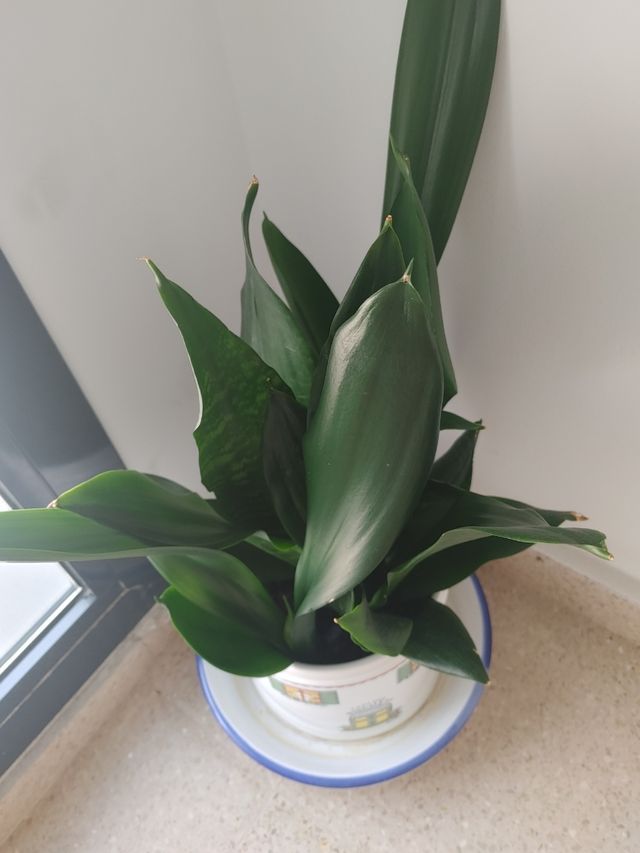 Lengua de suegra planta