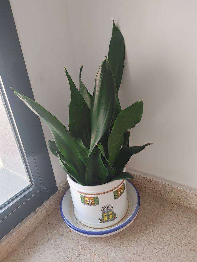 Lengua de suegra planta