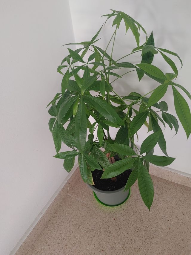 Planta tipo árbol