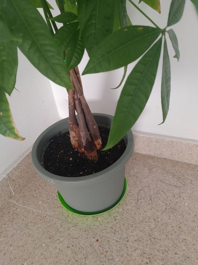 Planta tipo árbol