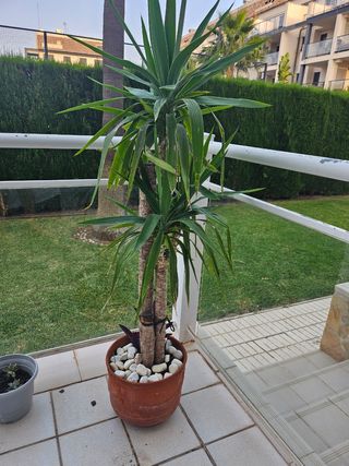 Planta Yuca en Maceta