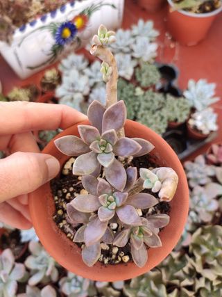 Graptopetalum bernaldense