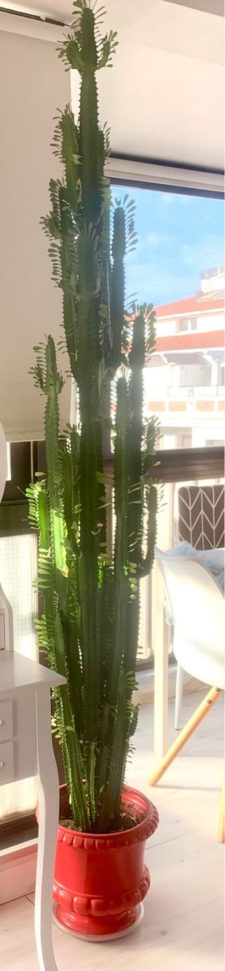 Planta Euforbia Africana Grande