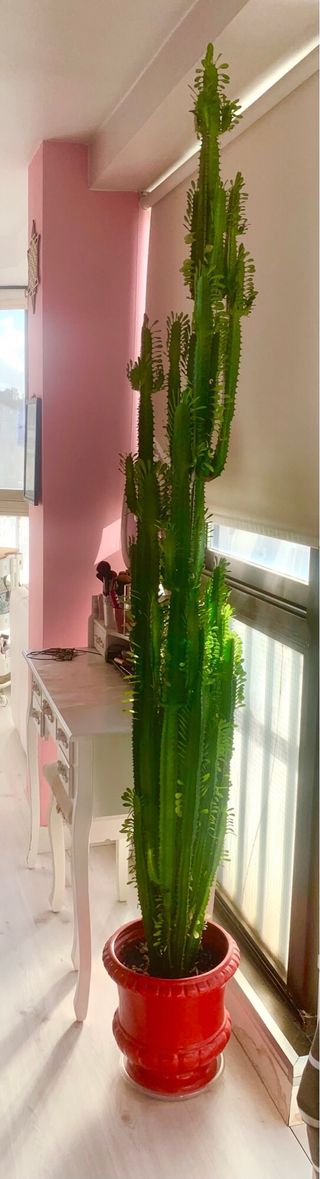 Planta Euforbia Africana Grande