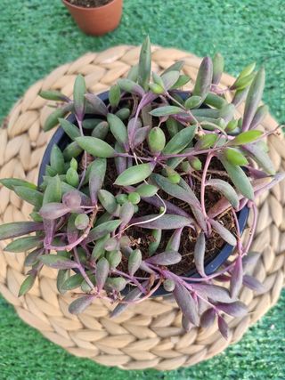 Othona capensis