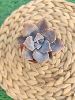 Graptopetalum Purple Delight