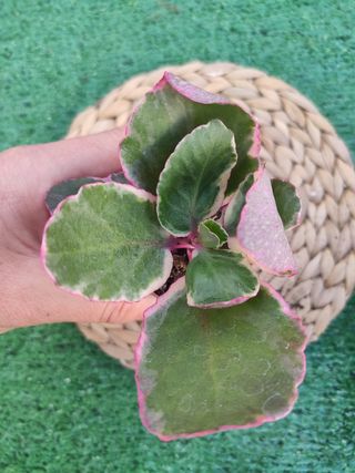 Kalanchoe variegado con bordes rosas