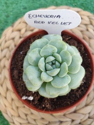 Echeveria Red Velvet 🇰🇷🇰🇷