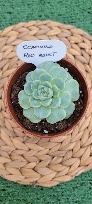 Echeveria Red Velvet 🇰🇷🇰🇷