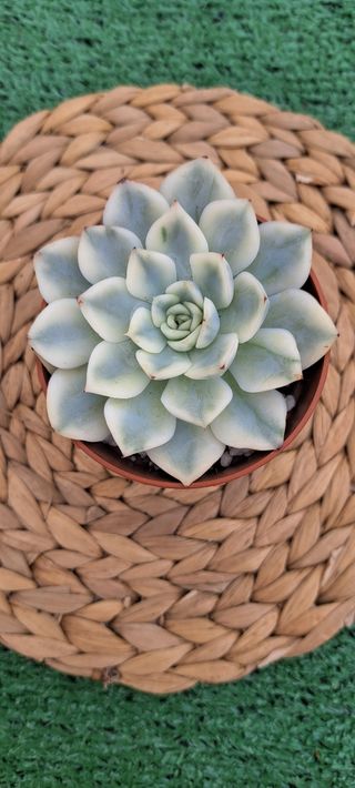 Echeveria Moon Fairy Coreana