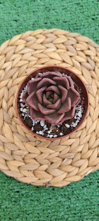 Echeveria Jawa
