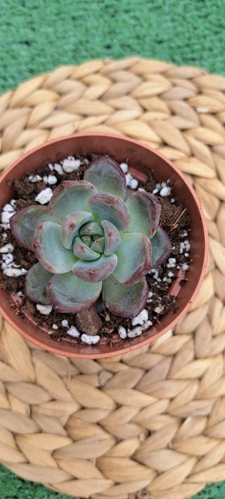 Echeveria Dare Devil 🇰🇷🇰🇷