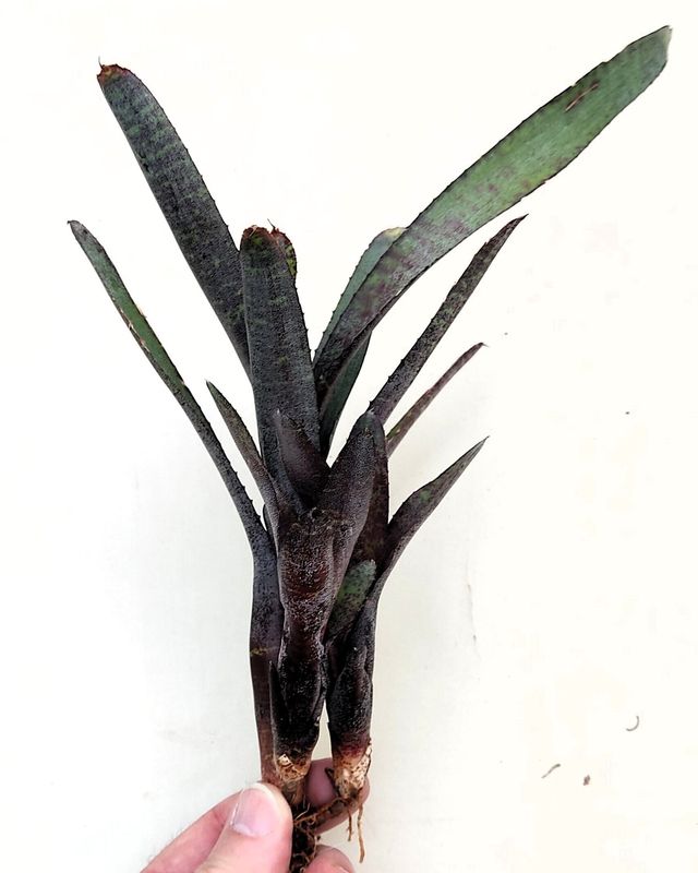 Neoregelia ampullacea purpurea