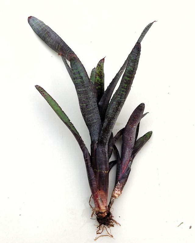 Neoregelia ampullacea purpurea
