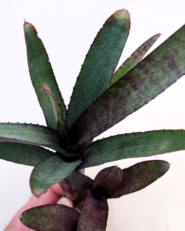 Neoregelia ampullacea purpurea