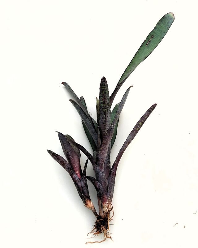 Neoregelia ampullacea purpurea