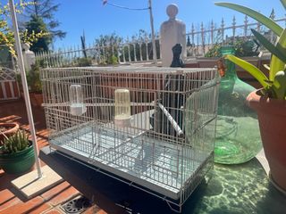 Jaula para cría de pájaros