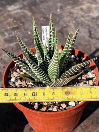 Lotto 5 Piante Grasse Miste cactus pianta 