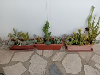 Jardineras con cactus y suculentas