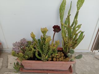 Jardineras con cactus y suculentas