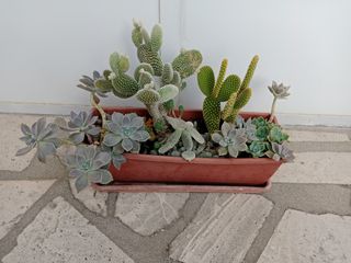 Jardineras con cactus y suculentas