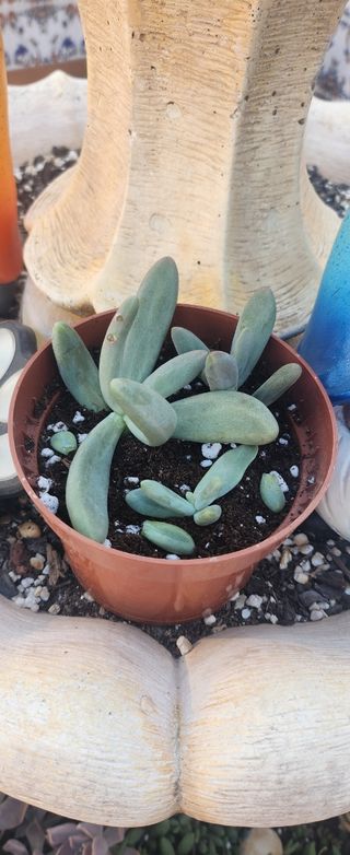 Suculenta Graptopetalum Amethystinum (Rose)