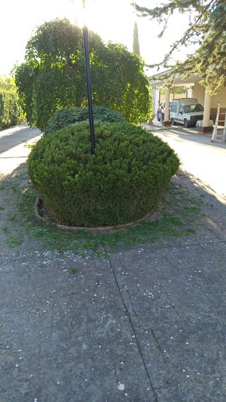 Jardinería en ciudad real  y mantenimiento