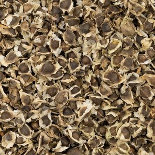 500 Semillas Moringa Oleifera Ecológica
