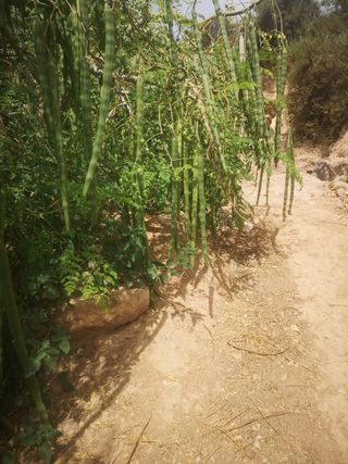 500 Semillas Moringa Oleifera Ecológica