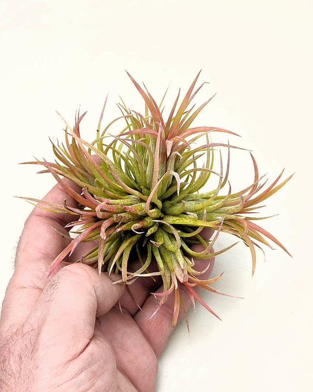 Tillandsia ionantha rubra "clump" ("mata")