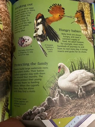 First Encyclopedia of Animals (Usborne First En...