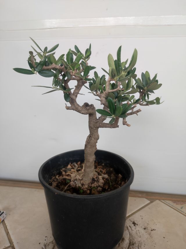 Ulivo prebonsai U9