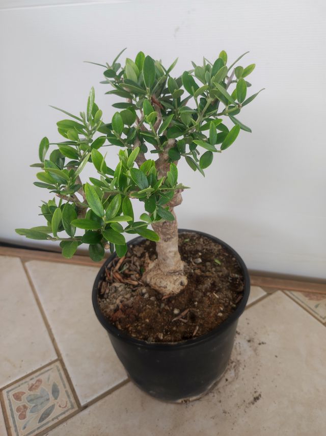 Ulivo prebonsai U10