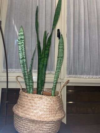 Planta verdaderamente natural