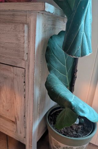 Mobile indonesiano bianco in legno