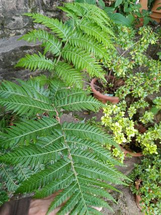 Cyathea cooperi - Helecho arbóreo