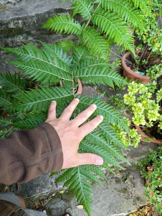 Cyathea cooperi - Helecho arbóreo