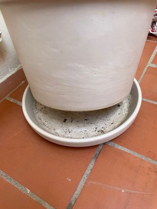 Macetas de diferentes tamaños