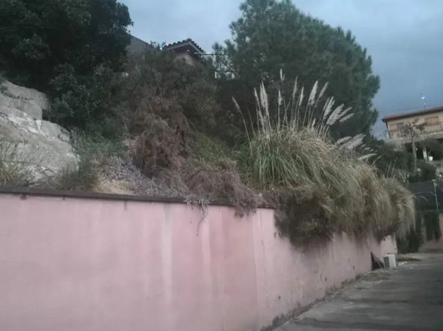 Limpieza de parcelas desbroce