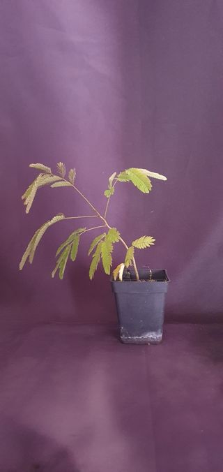 Plantón Acacia de Constantinopla