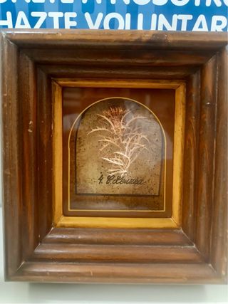 Cuadros antiguos de Plantas Reales en Madera