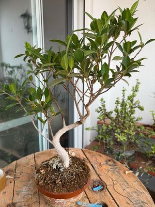 Ficus Bonsái