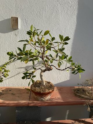 Ficus Bonsái