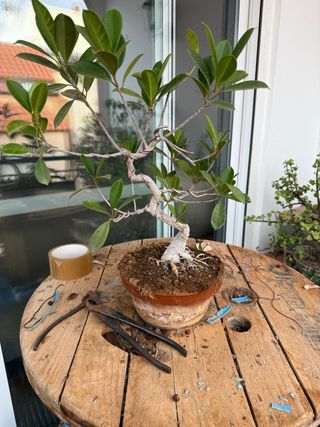 Ficus bonsái