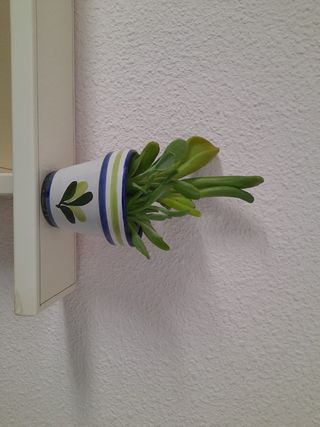 Planta Kalanchoe en maceta decorada