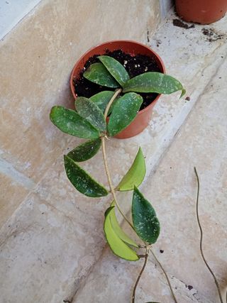 Hoya Phuensis con penusolo 