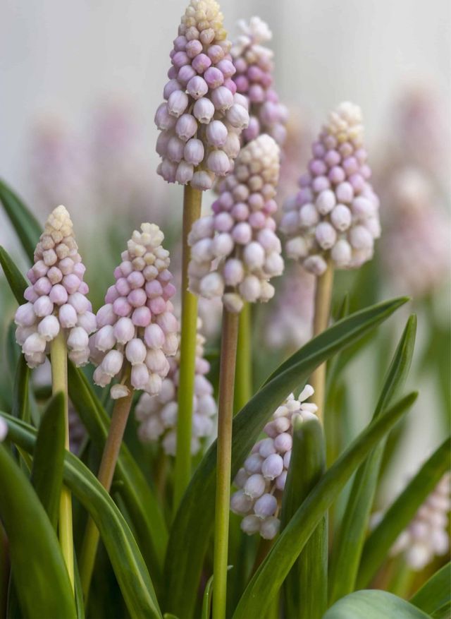 5 Bulbi Muscari Pink Sunrise