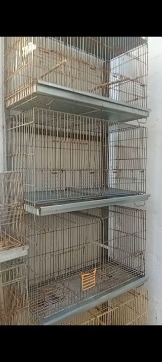 Jaulones 60cm con carro o cambio