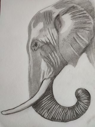 Lámina A4 carboncillo elefante