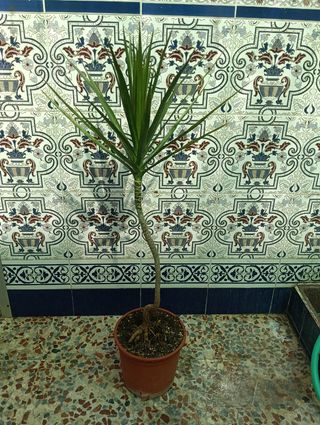 Planta dracaena margarita